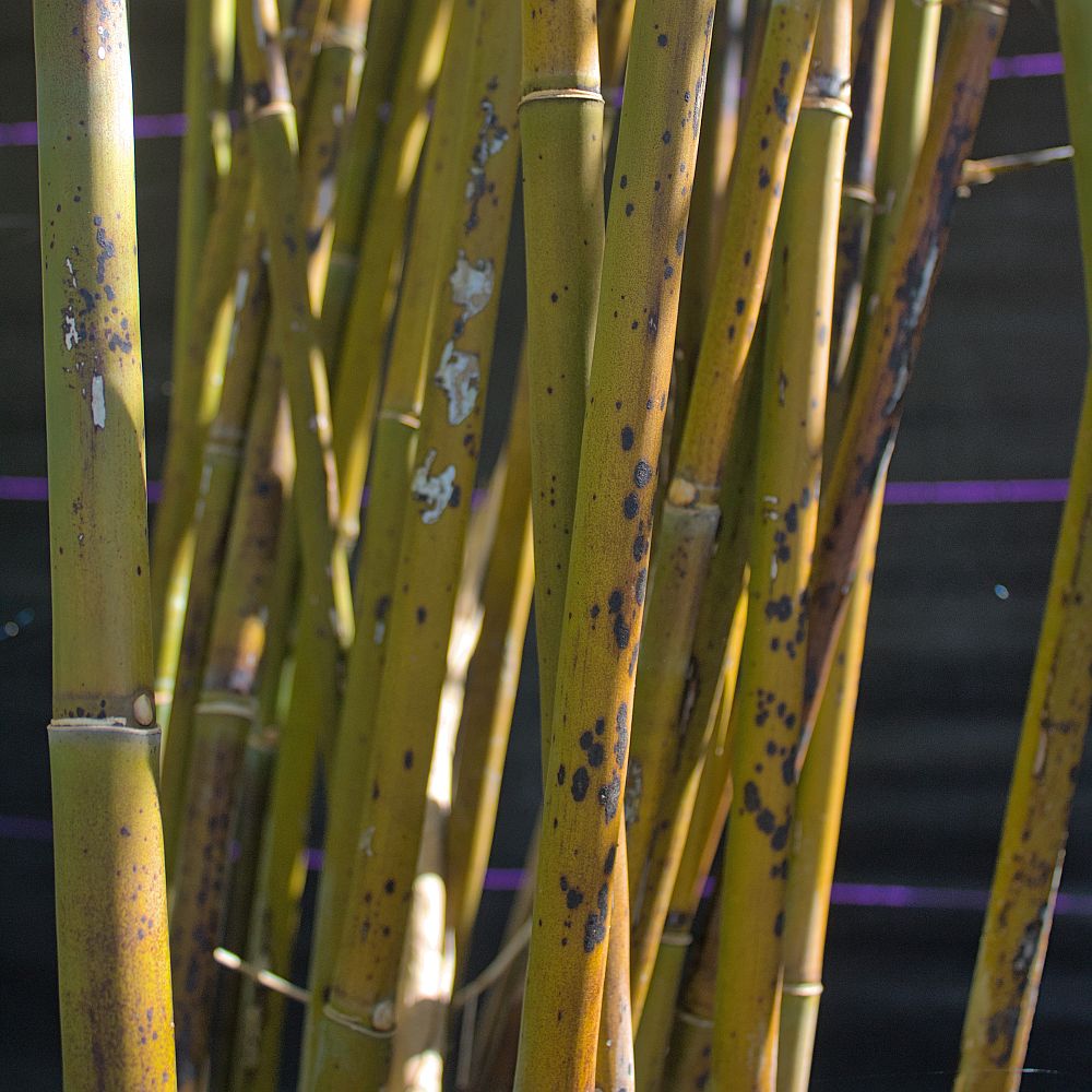 bambusa-textilis-weaver-s-bamboo