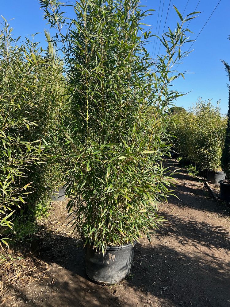 bambusa-textilis-weaver-s-bamboo