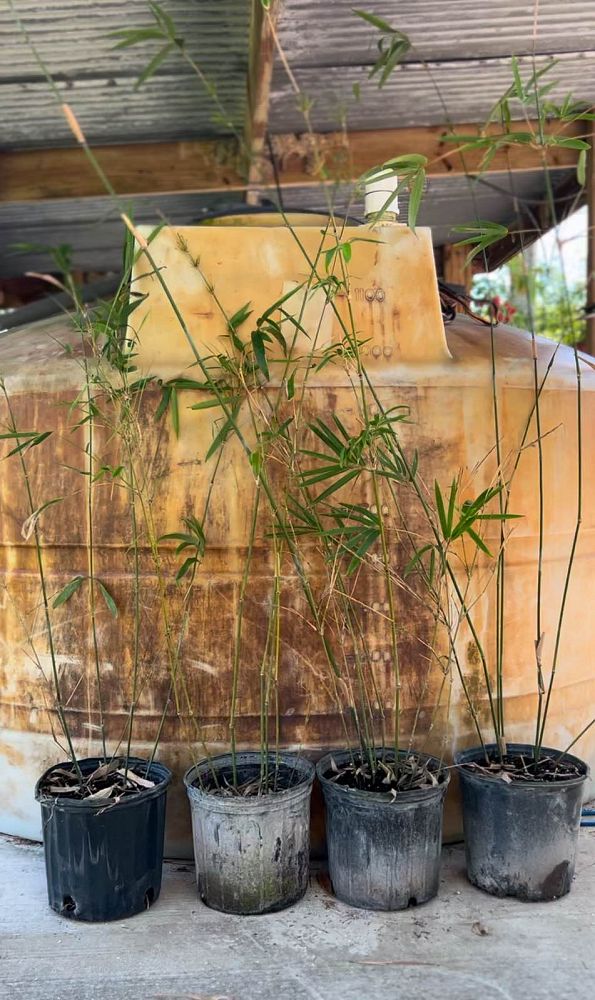 bambusa-textilis-weaver-s-bamboo