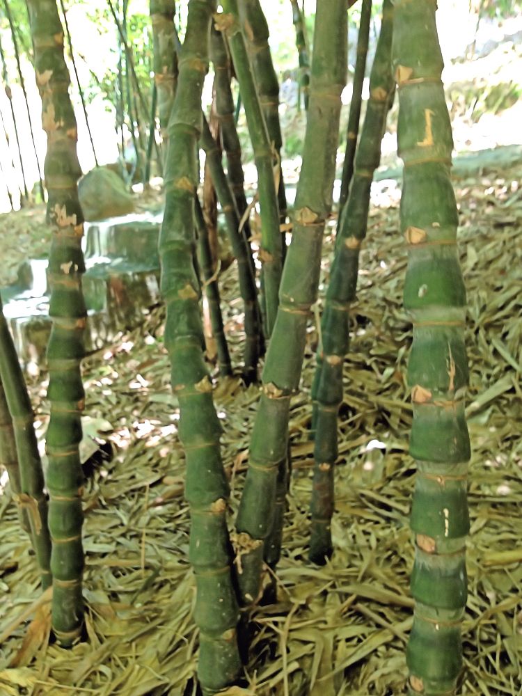 Tropical Bamboo Nursery & Gardens