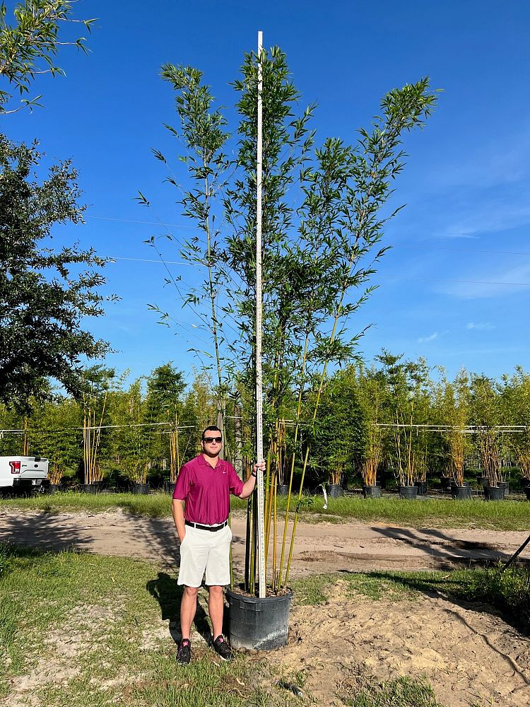 bambusa-tuldoides-punting-pole-bamboo