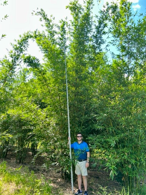 bambusa-tuldoides-punting-pole-bamboo