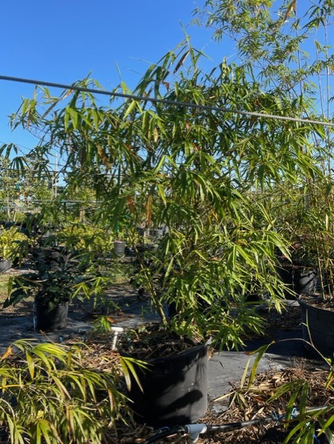 bambusa-tuldoides-ventricosa-buddha-s-belly-bamboo