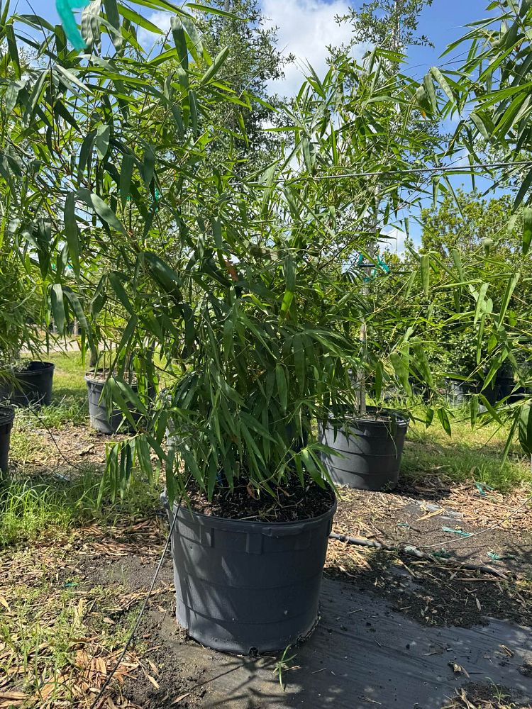 bambusa-tuldoides-ventricosa-buddha-s-belly-bamboo