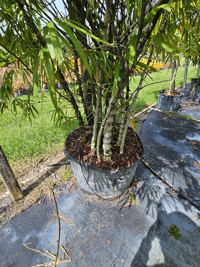 bambusa-tuldoides-ventricosa-buddha-s-belly-bamboo