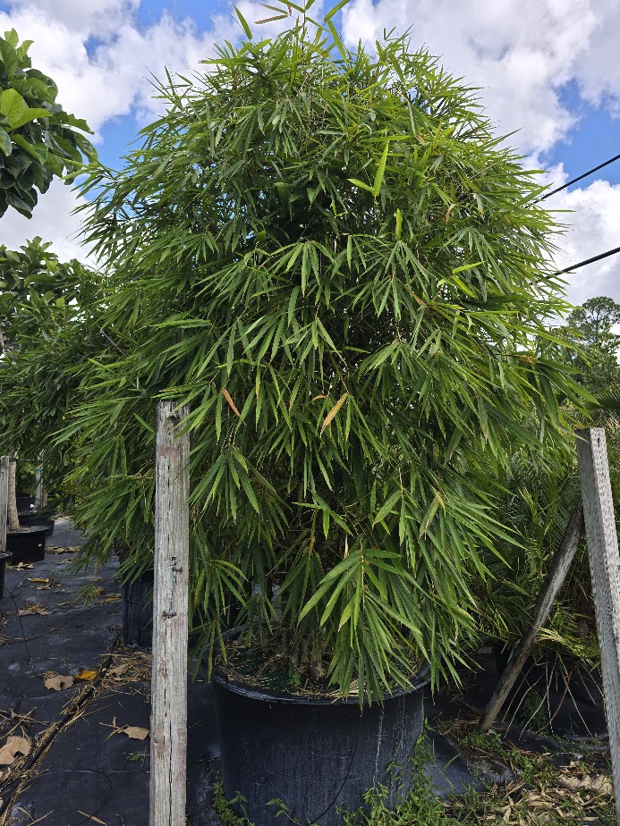 bambusa-tuldoides-ventricosa-buddha-s-belly-bamboo