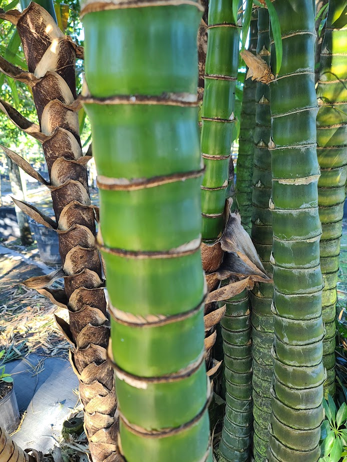 bambusa-tuldoides-ventricosa-buddha-s-belly-bamboo