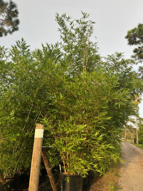 bambusa-tuldoides-ventricosa-kimmei-punting-pole-bamboo