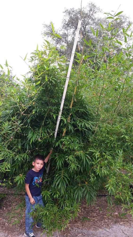 bambusa-ventricosa-buddha-s-belly-bamboo