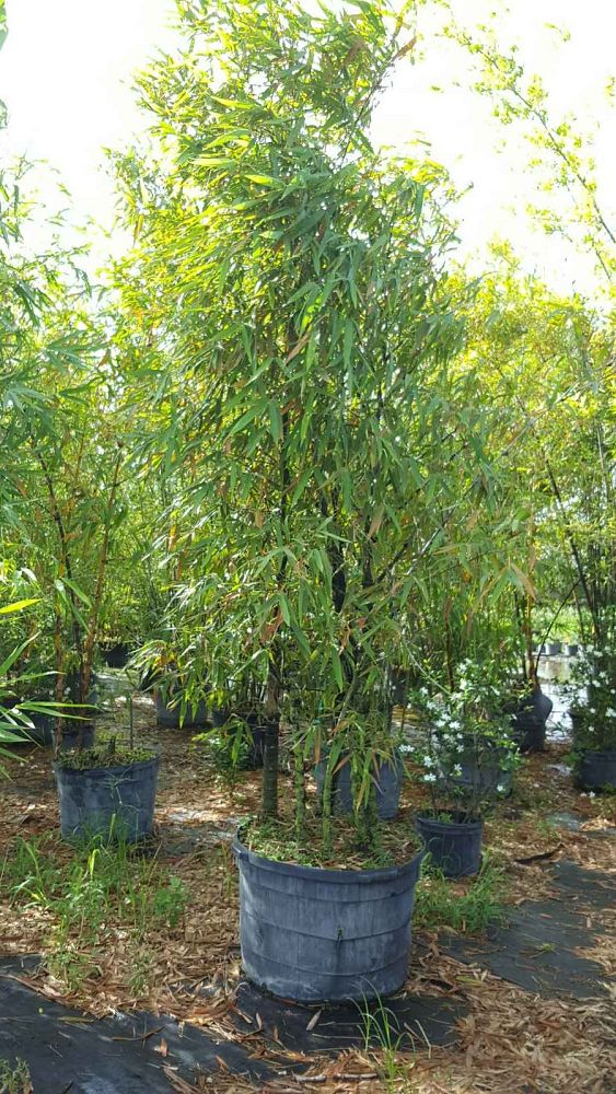 bambusa-ventricosa-buddha-s-belly-bamboo
