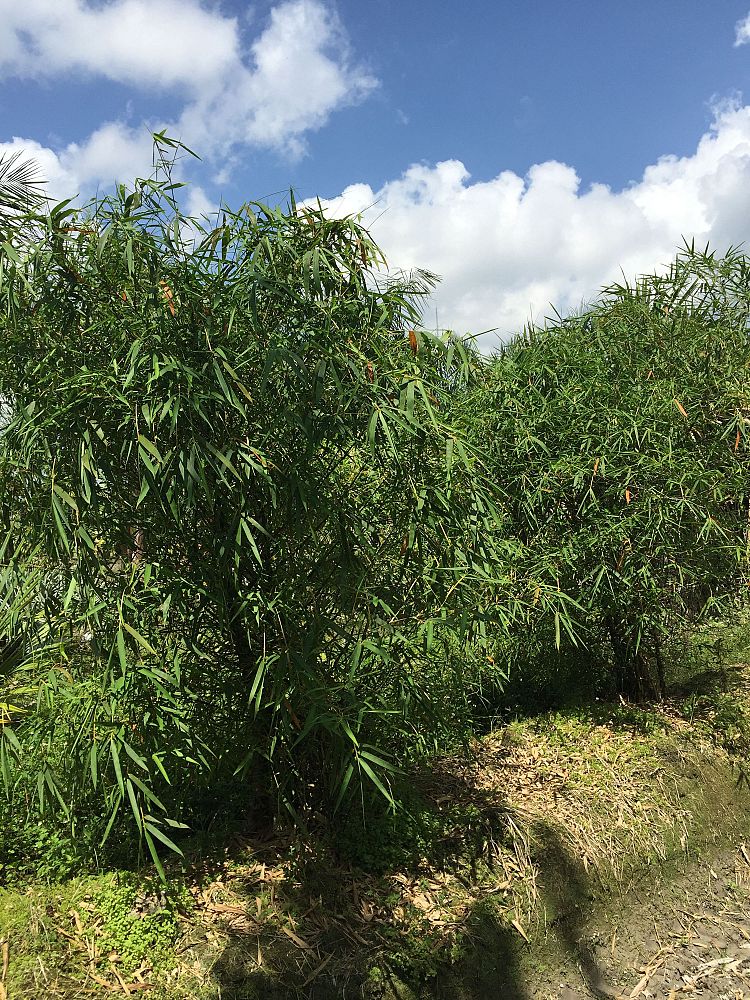 bambusa-ventricosa-buddha-s-belly-bamboo