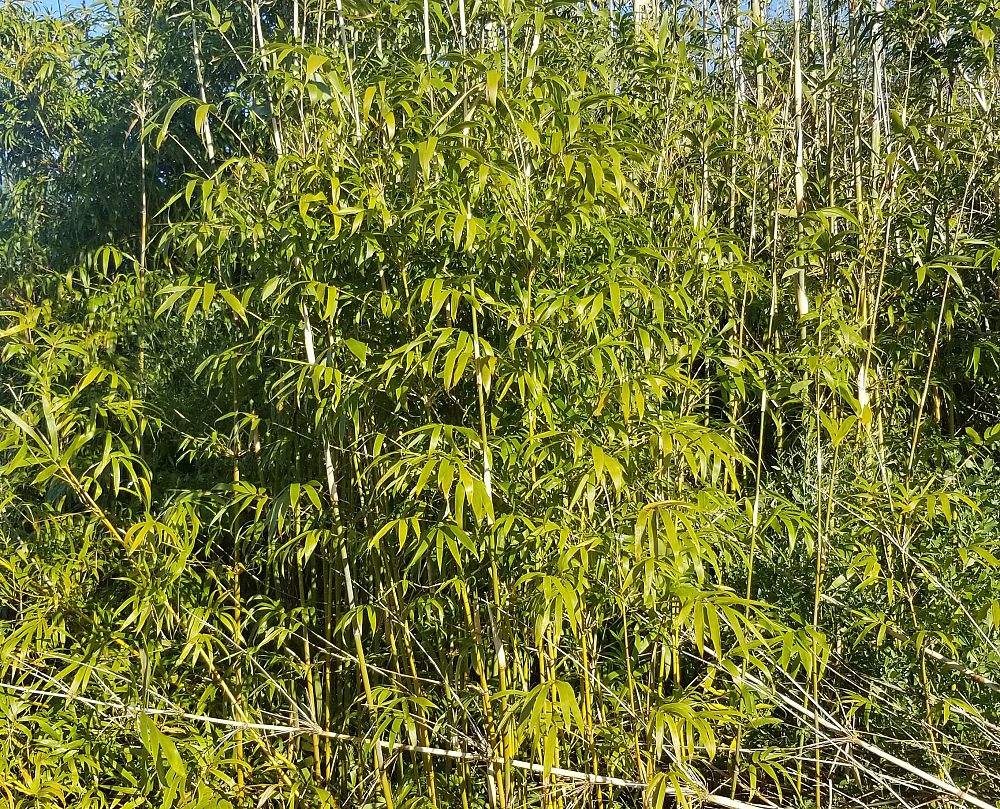 bambusa-ventricosa-buddha-s-belly-bamboo