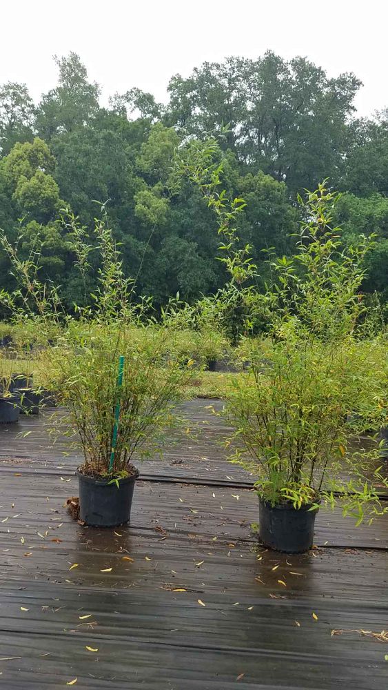 bambusa-ventricosa-buddha-s-belly-bamboo