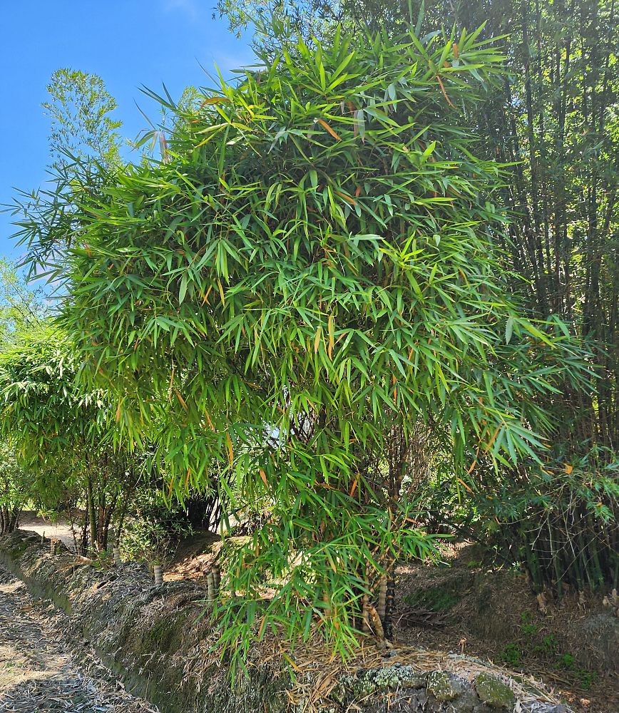 bambusa-ventricosa-buddha-s-belly-bamboo