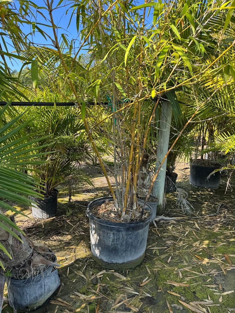 bambusa-ventricosa-buddha-s-belly-bamboo