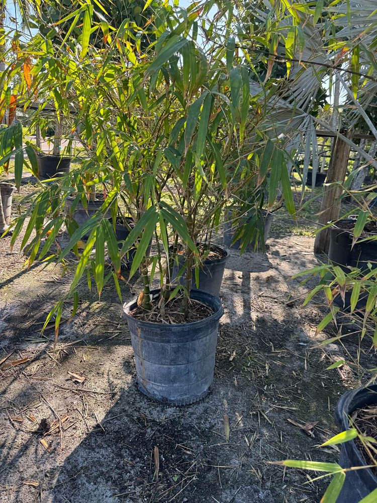 bambusa-ventricosa-buddha-s-belly-bamboo