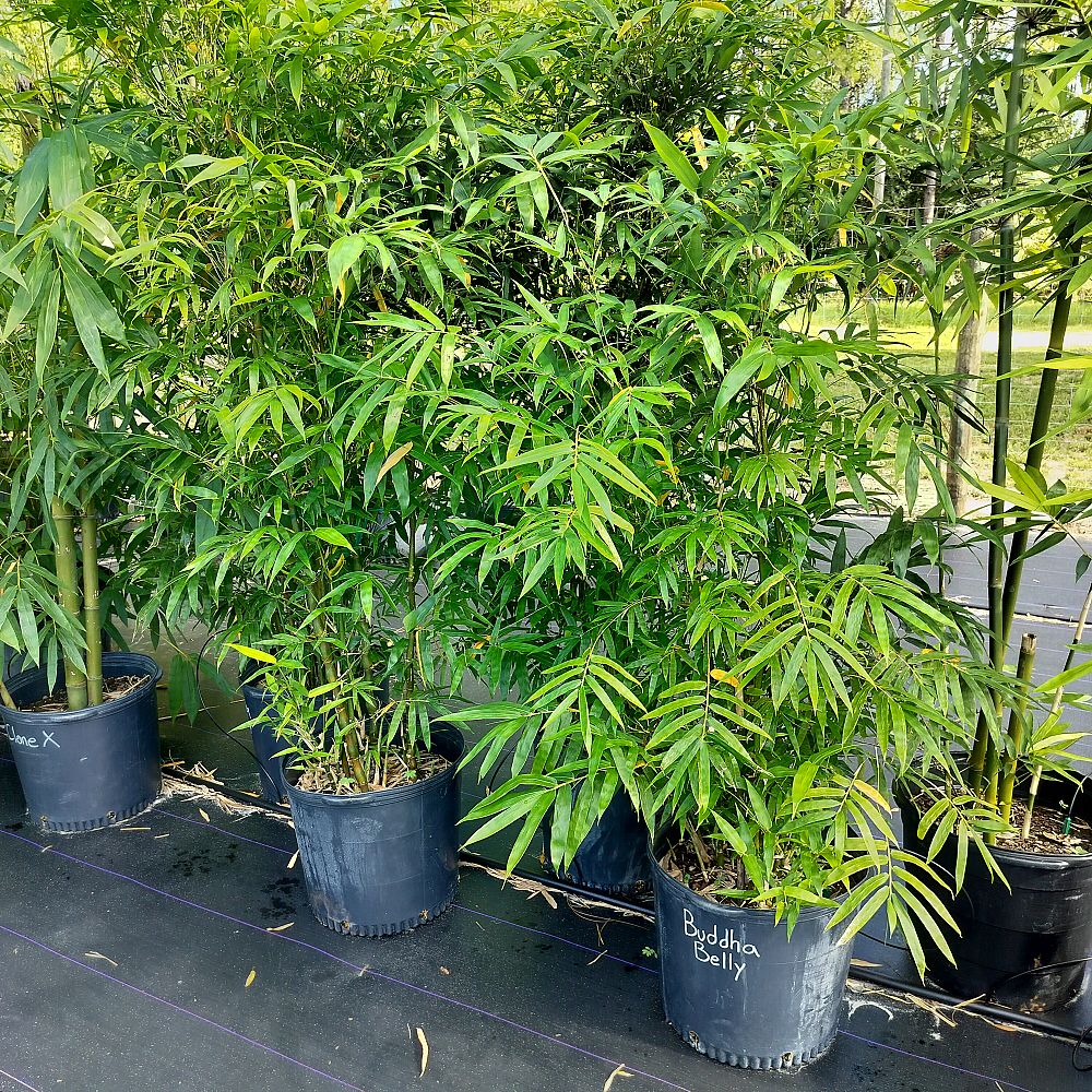 bambusa-ventricosa-buddha-s-belly-bamboo