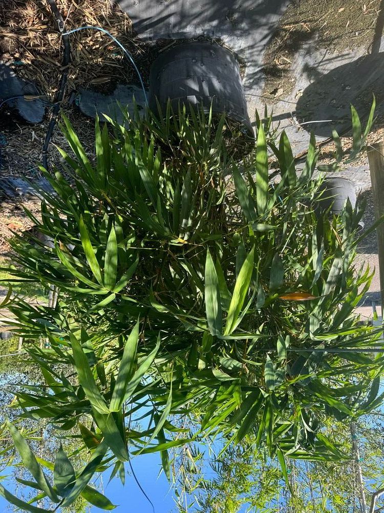 bambusa-ventricosa-buddha-s-belly-bamboo