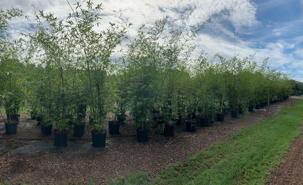 bambusa-ventricosa-clone-x-bamboo
