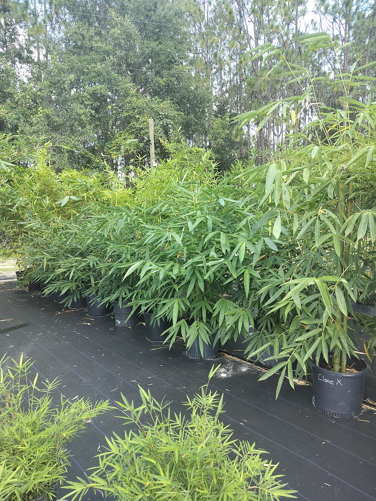 bambusa-ventricosa-clone-x-bamboo