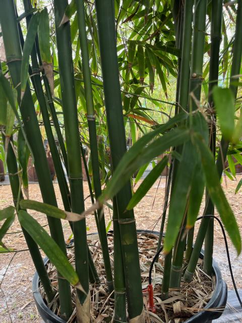 bambusa-vietnam-vietnamese-hedge-bamboo