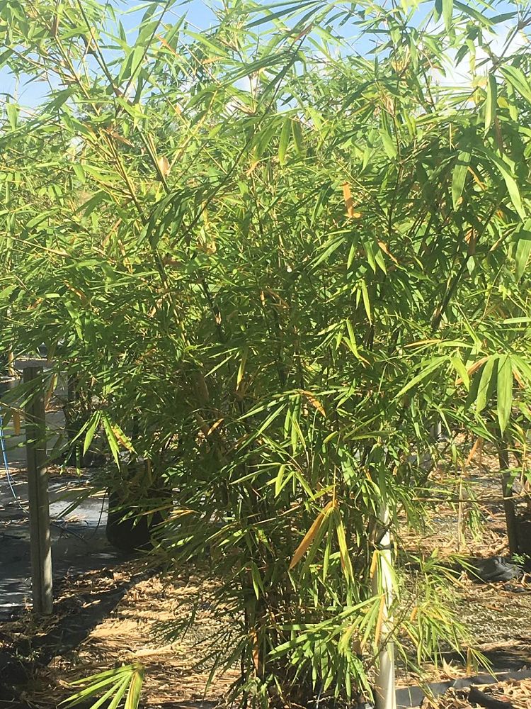 bambusa-vulgaris-bamboo
