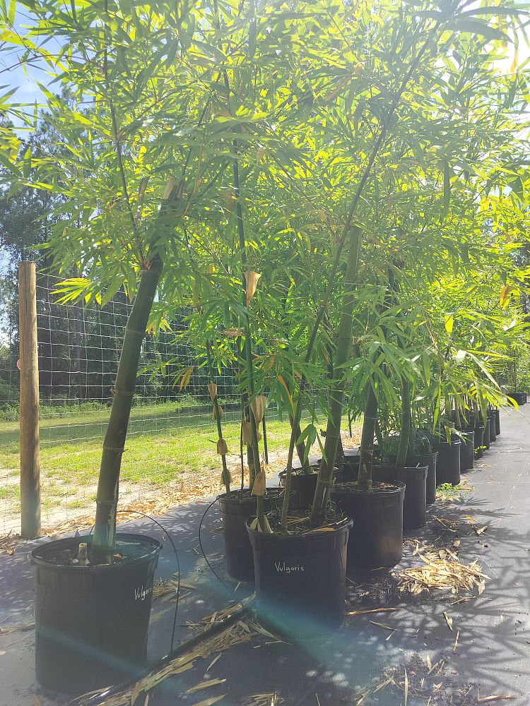 bambusa-vulgaris-bamboo