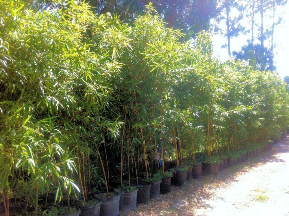 Tropical Bamboo Nursery & Gardens