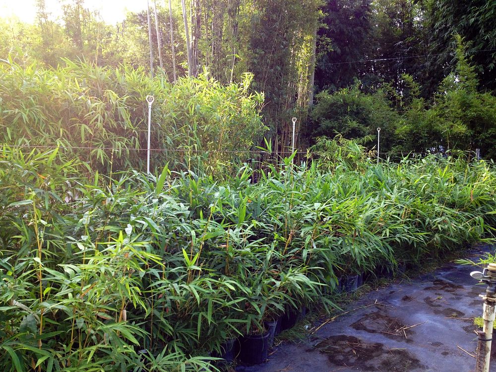 bambusa-vulgaris-vittata-golden-hawaiian-stripe-bamboo