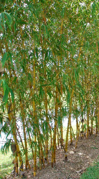 bambusa-vulgaris-vittata-golden-hawaiian-stripe-bamboo