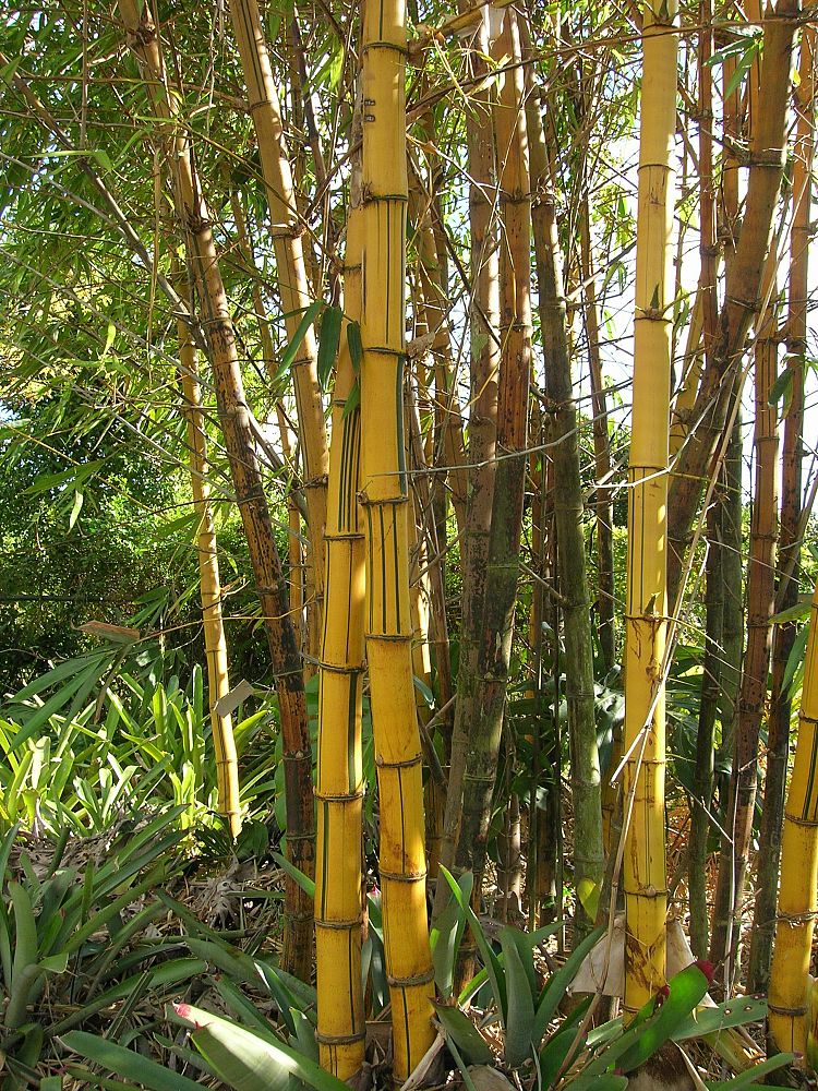 bambusa-vulgaris-vittata-golden-hawaiian-stripe-bamboo