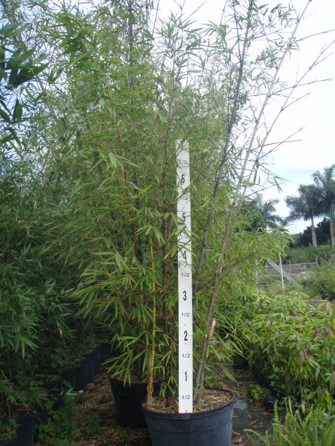 bambusa-vulgaris-vittata-golden-hawaiian-stripe-bamboo