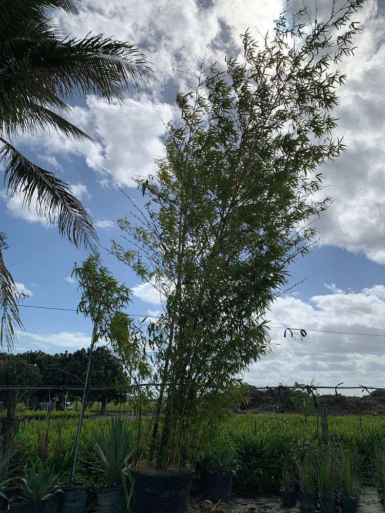 bambusa-vulgaris-vittata-golden-hawaiian-stripe-bamboo