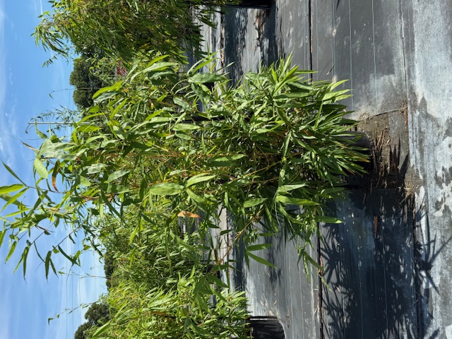 bambusa-vulgaris-vittata-golden-hawaiian-stripe-bamboo