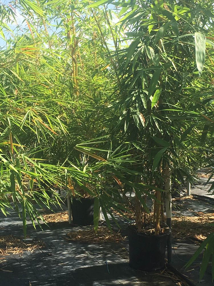 bambusa-vulgaris-vittata-golden-hawaiian-stripe-bamboo