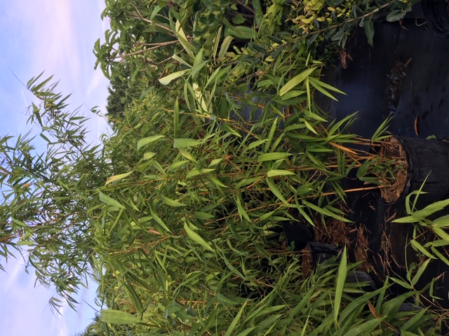 bambusa-vulgaris-vittata-golden-hawaiian-stripe-bamboo