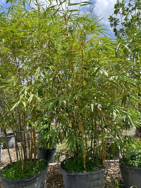 bambusa-vulgaris-vittata-golden-hawaiian-stripe-bamboo