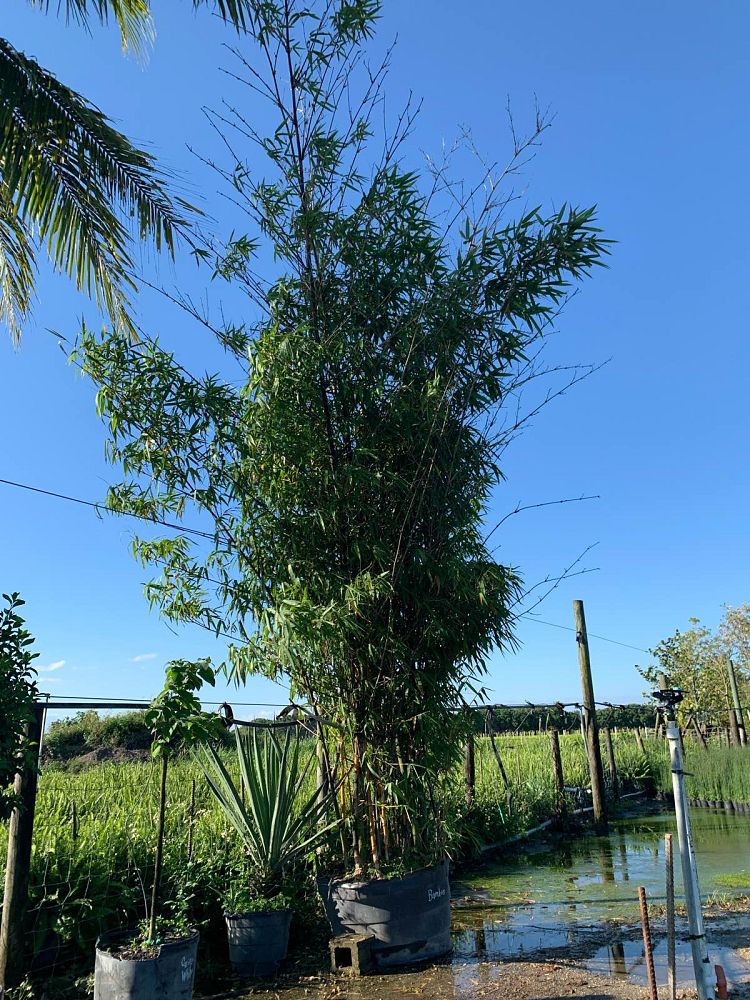 bambusa-vulgaris-vittata-golden-hawaiian-stripe-bamboo
