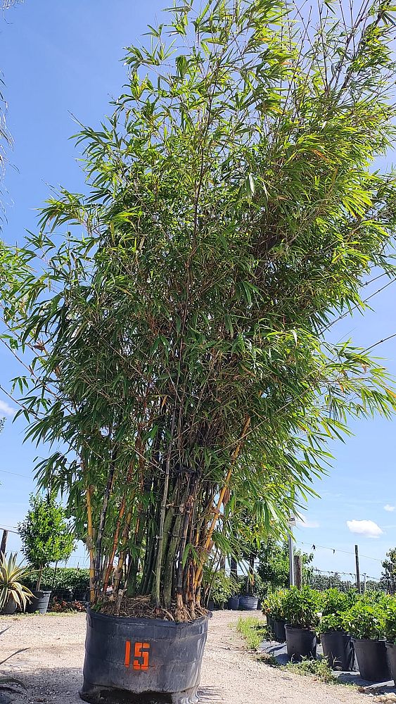 bambusa-vulgaris-vittata-golden-hawaiian-stripe-bamboo