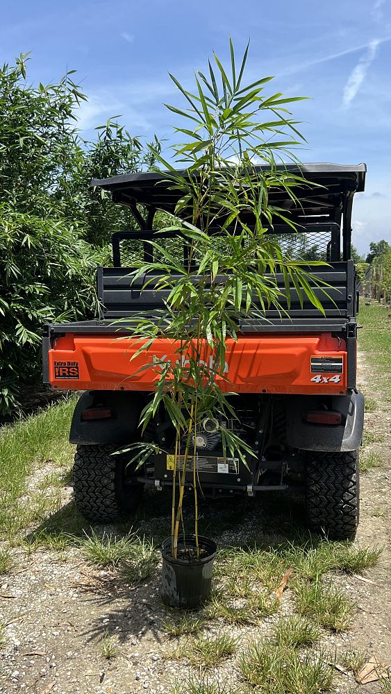 bambusa-vulgaris-vittata-golden-hawaiian-stripe-bamboo