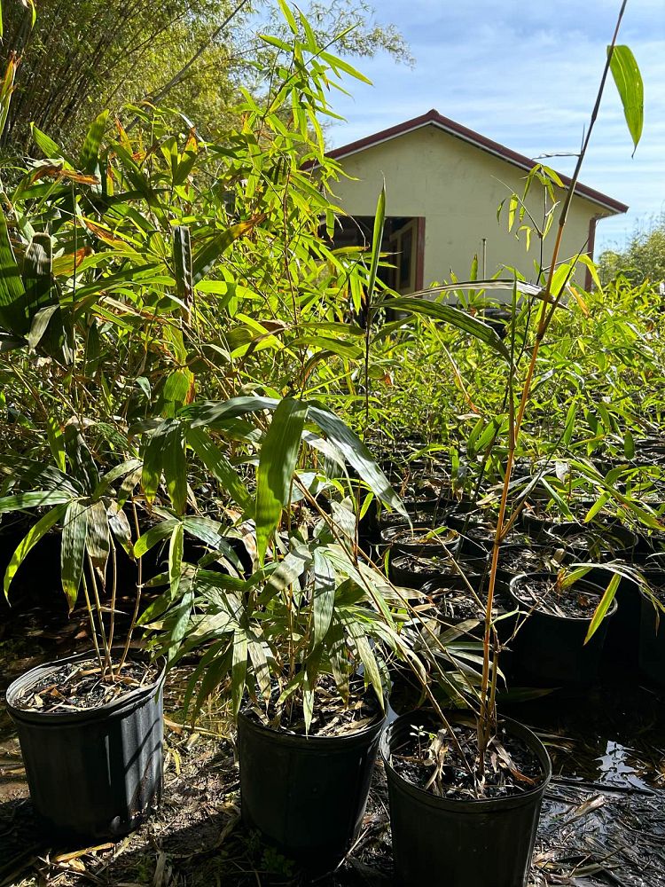 bambusa-vulgaris-vittata-golden-hawaiian-stripe-bamboo