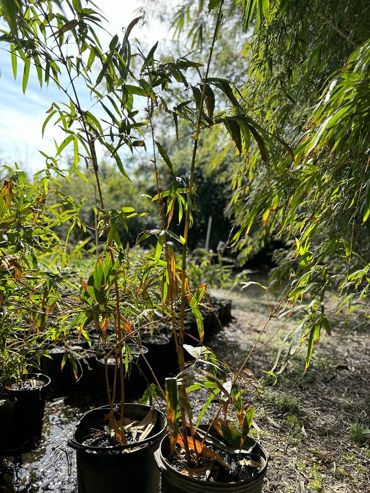 bambusa-vulgaris-vittata-golden-hawaiian-stripe-bamboo
