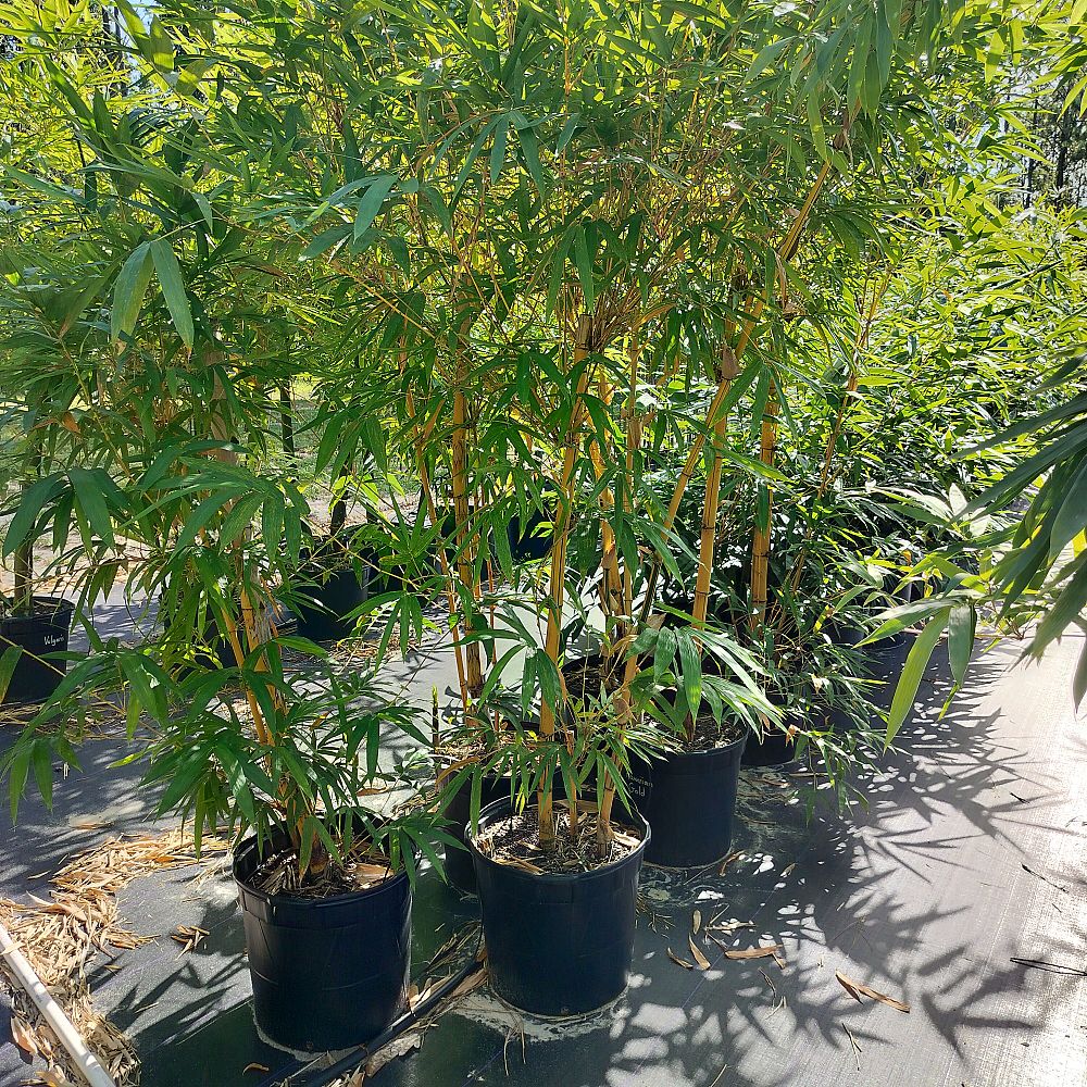 bambusa-vulgaris-vittata-golden-hawaiian-stripe-bamboo