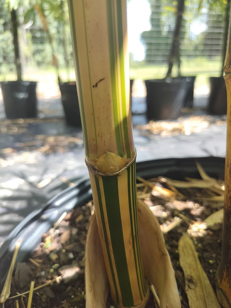 bambusa-vulgaris-vittata-golden-hawaiian-stripe-bamboo