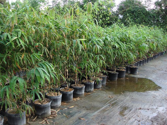 bambusa-vulgaris-wamin-dwarf-buddha-belly-bamboo