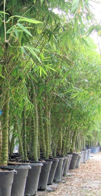 bambusa-vulgaris-wamin-dwarf-buddha-belly-bamboo