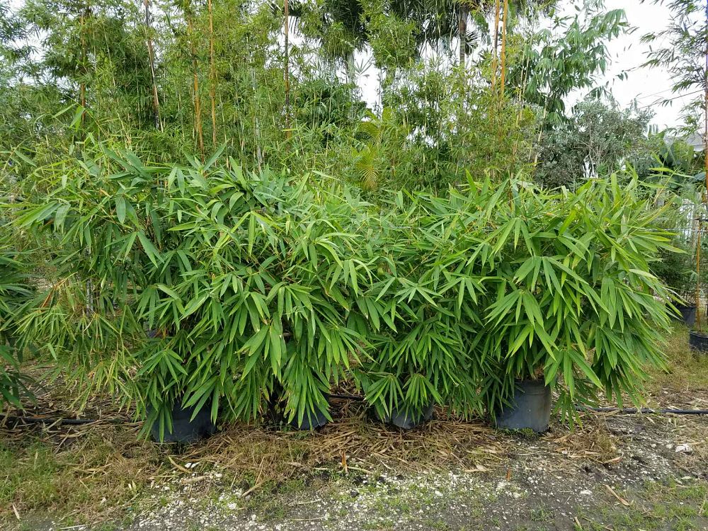 bambusa-vulgaris-wamin-dwarf-buddha-belly-bamboo