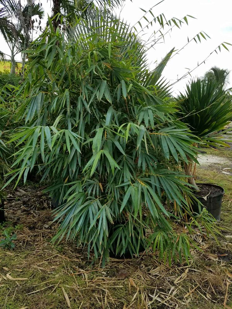 bambusa-vulgaris-wamin-dwarf-buddha-belly-bamboo