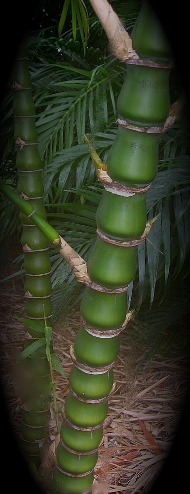 bambusa-vulgaris-wamin-dwarf-buddha-belly-bamboo