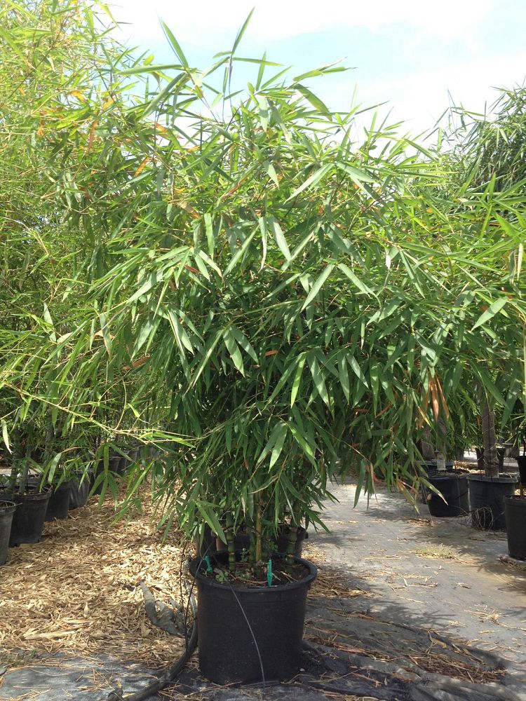 bambusa-vulgaris-wamin-dwarf-buddha-belly-bamboo